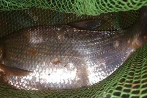 河里夜钓拉饵钓翘嘴和鳊鱼技巧是什么？如何提高成功率？