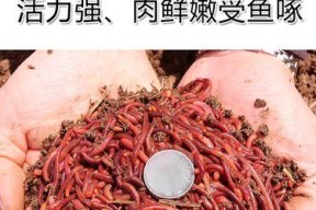 春夏季节用红虫钓鱼技巧有哪些？如何提高钓鱼成功率？