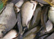 三伏天野钓鲤鱼技巧（夏季水温高）