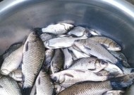 夏日野钓大鲫鱼的技巧与方法（夏天钓鲫鱼的秘诀）
