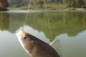 浮漂调教（掌握技巧，让大鱼束手无策）