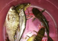 掌握长竿钓鱼技巧，享受丰收乐趣（鱼竿妙用、鱼线选择、鱼饵搭配）