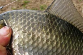 河里野钓鲫鱼时应该使用哪些技巧和饵料搭配？