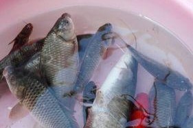 冬天面食钓鱼技巧（寒冷季节里面钓鱼的实用技巧）