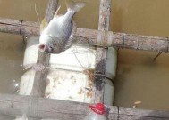 浮漂钓黄腊鱼技巧有哪些？如何提高钓黄腊鱼的成功率？
