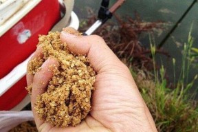 玉米加蜂蜜钓鱼的神奇魅力（玉米蜜糖诱惑）
