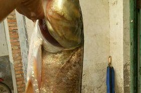 黑坑3米水深鲢鳙垂钓技巧有哪些？如何提高垂钓成功率？