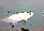筏钓竿调漂最佳方法和技巧教程？如何快速掌握筏钓竿调漂技巧？