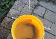 肥水混养塘钓鱼用饵技巧有哪些？如何提高钓获率？