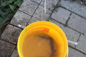 肥水混养塘钓鱼用饵技巧有哪些？如何提高钓获率？