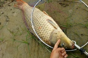 翻江倒海钓鱼技巧（掌握精湛钓技）