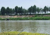 汾河水库野钓鲫鱼技巧有哪些？如何提高钓鲫鱼的成功率？