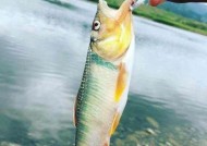 如何正确穿饵钓海水鱼？鱼钩穿饵技巧教程有哪些？