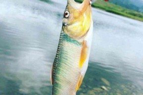如何正确穿饵钓海水鱼？鱼钩穿饵技巧教程有哪些？