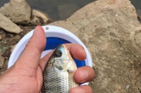 河涌钓鱼技巧教程？如何提高河涌钓鱼的成功率？