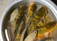 筏竿夜钓黄辣丁技巧有哪些？如何提高钓获率？