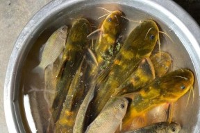 筏竿夜钓黄辣丁技巧有哪些？如何提高钓获率？