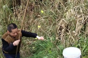 细树枝钓鱼的技巧与方法（轻松捕获丰富渔获）
