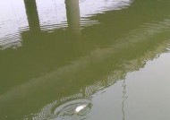 河里浅水钓鱼技巧有哪些？如何提高钓鱼成功率？