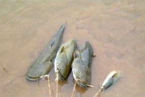 打霜天钓鱼技巧是什么？如何提高打霜天钓鱼的成功率？