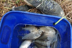 如何选择最佳钓鱼窝点？掌握这些小技巧轻松钓大鱼！