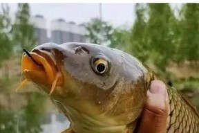 玉米垂钓鲤鱼的技巧（掌握玉米垂钓）