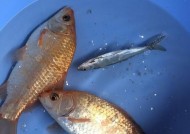 夏日浮水钓鲫鱼的技巧（掌握这一关键技巧）