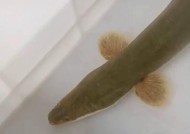 鳗鱼窝钓鱼方法和技巧（掌握窝钓技巧）