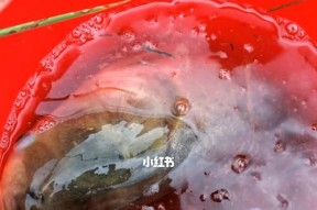 玉米钓鱼技巧（中午垂钓时如何利用玉米提高钓鱼成功率）