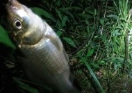 竿坑夜钓鲤鱼技巧有哪些？如何提高夜钓鲤鱼的成功率？