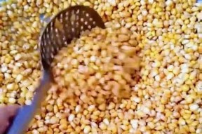 干玉米钓鱼的正确方法和技巧是什么？如何提高钓鱼成功率？