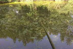浮萍草钓鱼方法有哪些？如何运用技巧提高钓鱼效率？
