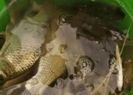 浮萍洞钓鲫鱼技巧和方法有哪些？如何提高钓鲫鱼的成功率？