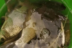 浮萍洞钓鲫鱼技巧和方法有哪些？如何提高钓鲫鱼的成功率？
