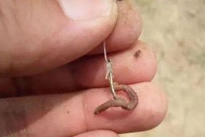 冰冻红膏蟹钓鱼技巧有哪些？如何提高钓蟹成功率？