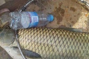 草鱼饲料钓鱼技巧有哪些？如何提高钓获率？