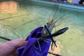 如何掌握钓鱼钓虾的最佳技巧？有哪些常见问题需要注意？
