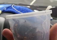 冰钓螃蟹技巧教学？如何提高冰钓螃蟹的成功率？