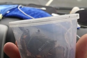 冰钓螃蟹技巧教学？如何提高冰钓螃蟹的成功率？