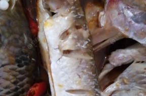 浮钓海鲫鱼的技巧（掌握浮钓技巧）