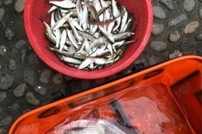 北极金秋钓鱼技巧（挑战极寒条件下的丰收）