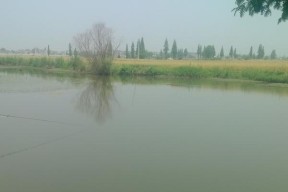 夏日午时，一起探秘钓鱼的技巧（中夏天午鱼塘钓鱼）
