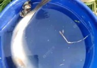 筏钓最佳钓鱼方法和技巧是什么？如何提高筏钓成功率？