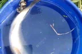 筏钓最佳钓鱼方法和技巧是什么？如何提高筏钓成功率？
