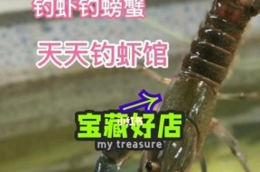 如何提高钓鱼钓虾子的成功率？初学者常见问题有哪些？