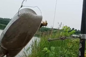 阴雨天钓鱼技巧（河里钓鱼的秘诀与经验）