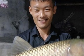 草鱼钓鱼技巧教学？如何提高钓获率？