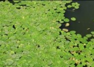 浮萍钓鱼技巧教程？如何提高浮萍钓鱼的成功率？