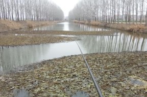 多水草清澈的水域野钓鲤鱼技巧是什么？如何提高钓鲤鱼的成功率？