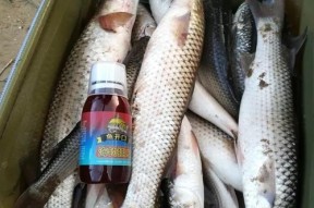 玉米野钓花鲢鱼的技巧（挑选合适饵料）